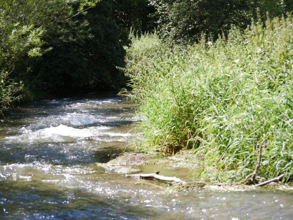 Eichhoelzle *